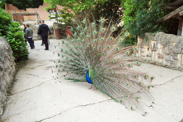Radschlagender Pfau im Zoo von Hannover Radschlagender Pfau im Zoo von Hannover