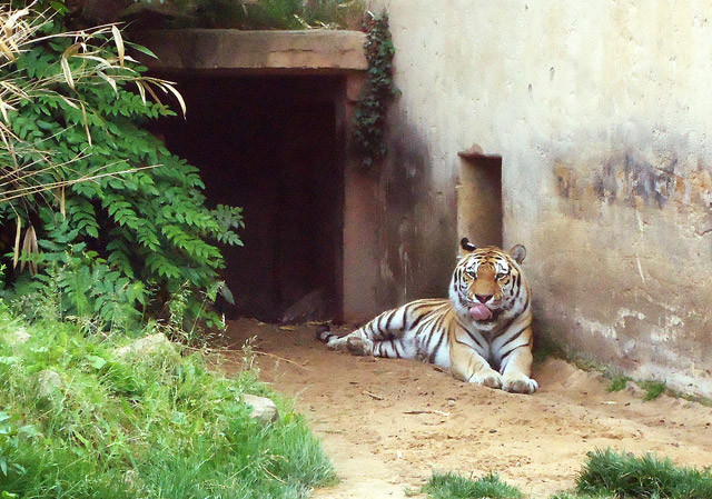Der Tiger von Hannover Der Tiger von Hannover