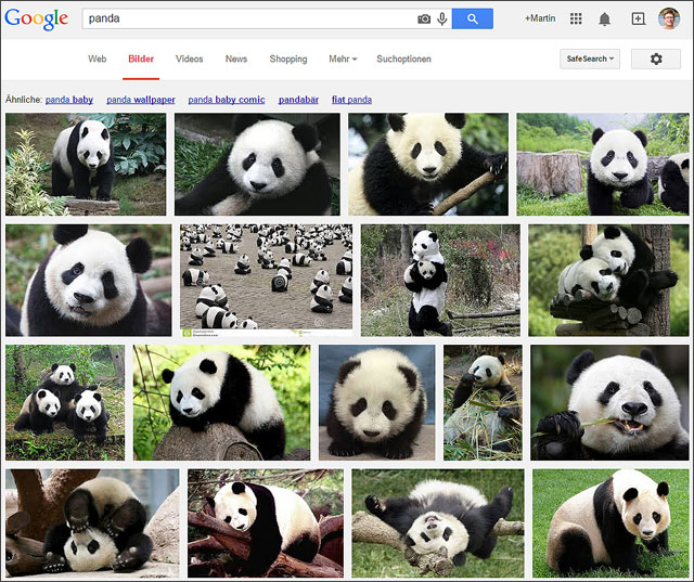 Panda in der Google Bildersuche