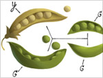 Gregor Mendel Doodle