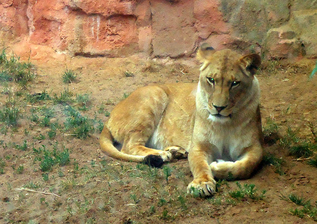 Löwe im Zoo von Hannover