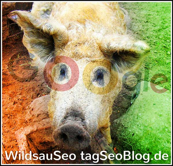 Wildsauseo: Neuer Seo-Contest 2019